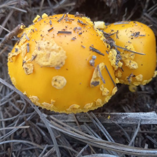 Tour de Hongos y Plantas Medicinales