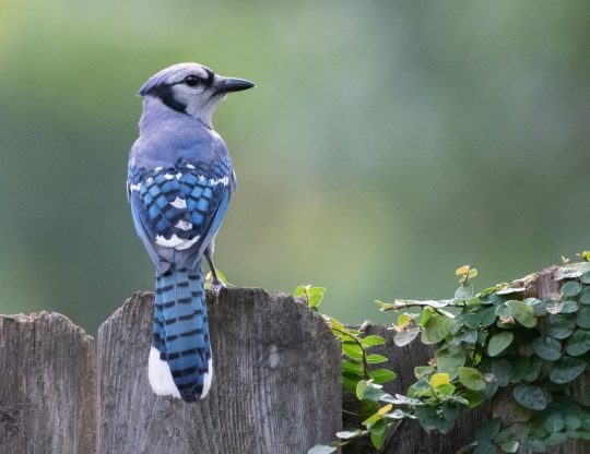 Observación De Aves